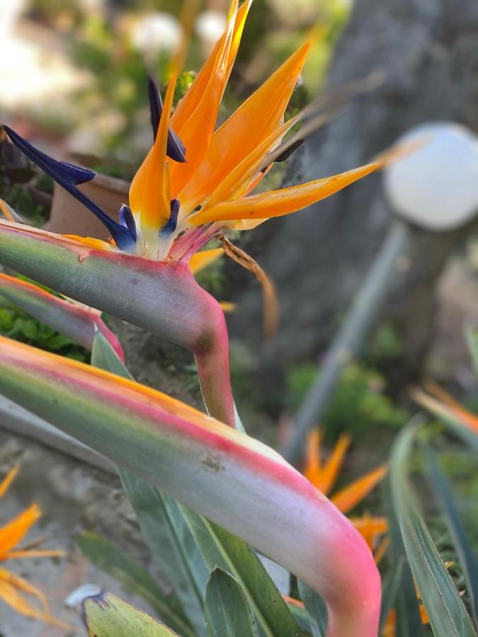Casaale Villa Anacapri  Dış mekan fotoğraf